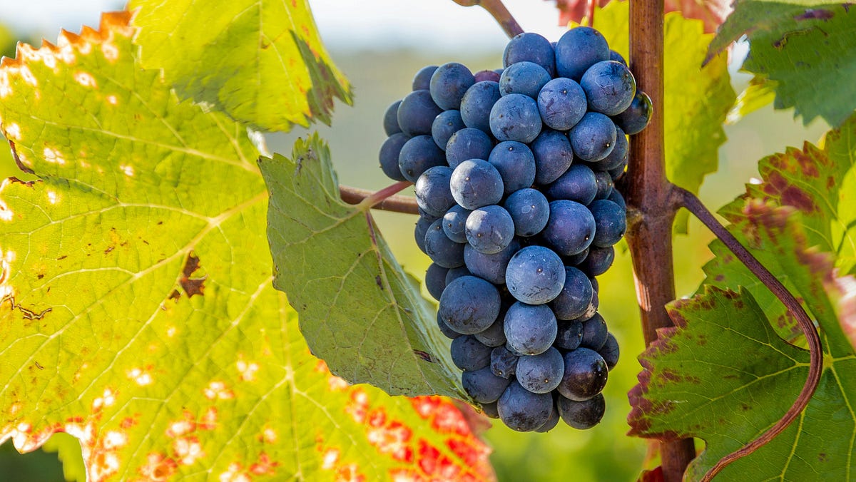 Profiles and People: The Nude Truth at the Checkout Counter of a French Vineyard | by Jamesever