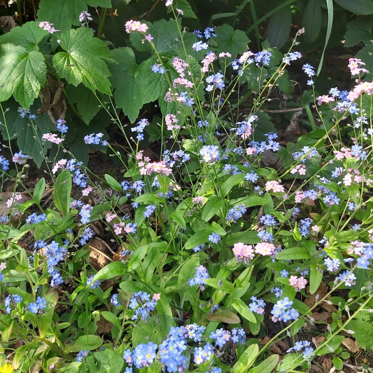 wood-forget-me-not-and-chaffinch-wood-forget-me-not-myosotis