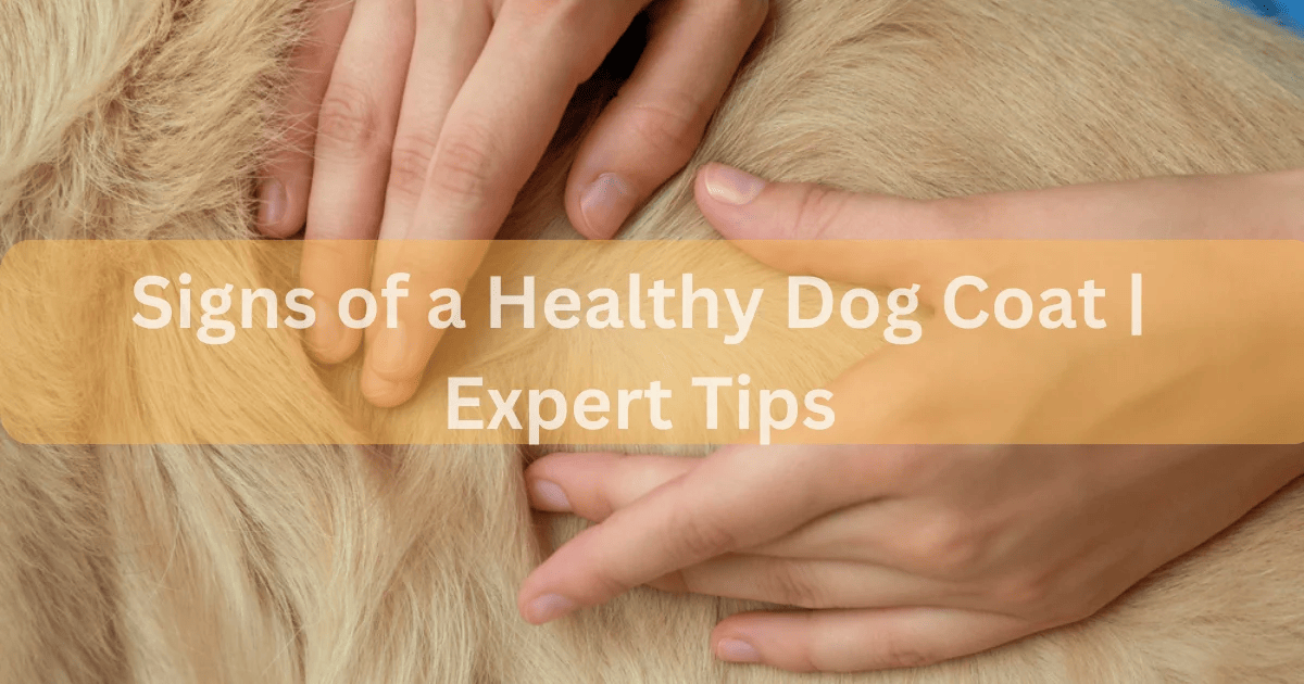 Regular Grooming Techniques for Healthy Dog Coat by Dogs Zoology