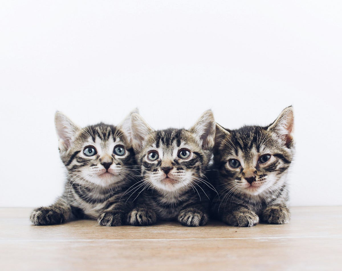 Hear Me Out |My Cats Are Super Adorable