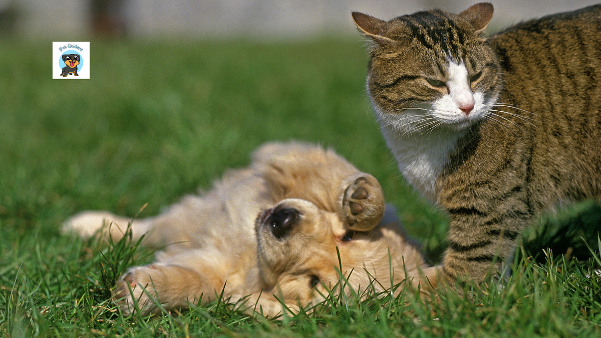 Why Are Dogs Better Hunters Than Cats? by Pet Guiders Medium