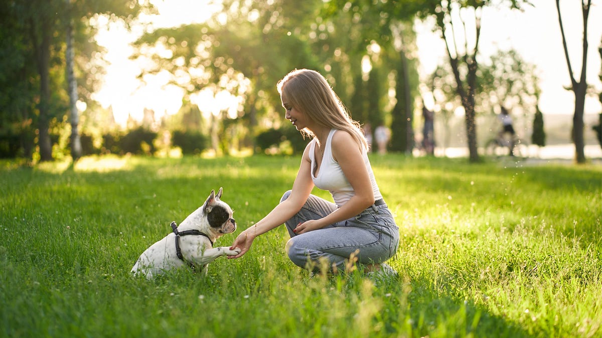 How To Get Your Dog’s Attention!. Training a new dog can be a rewarding