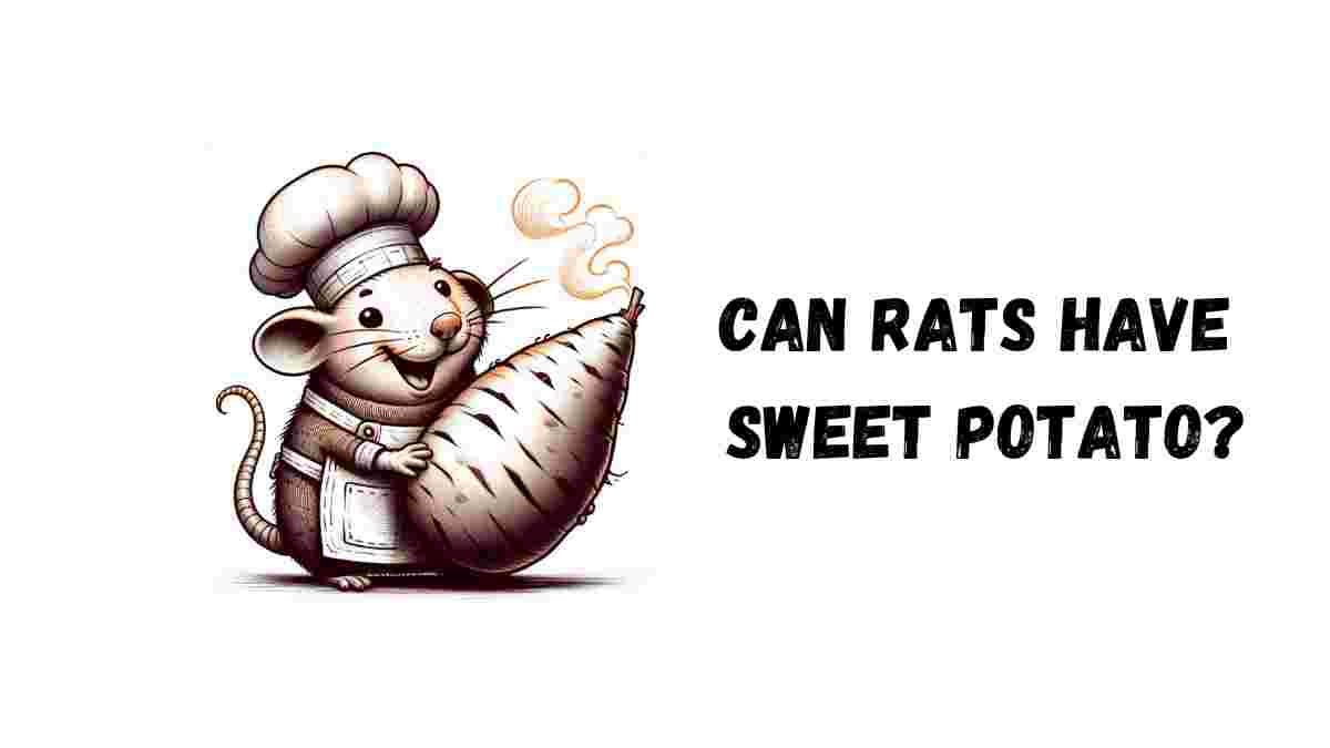 Can Rats Have Sweet Potato Exploring the Super Nutritional Impact on Our Furry Friends by
