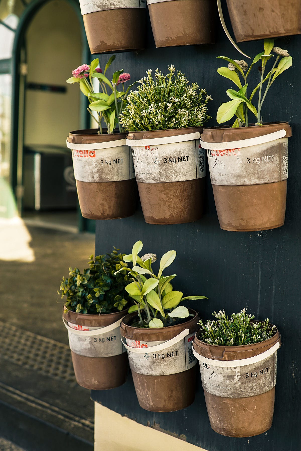 Herb Companion Planting Explained — Garden Survival Guide by Adelaide Girl's Garden Beginner