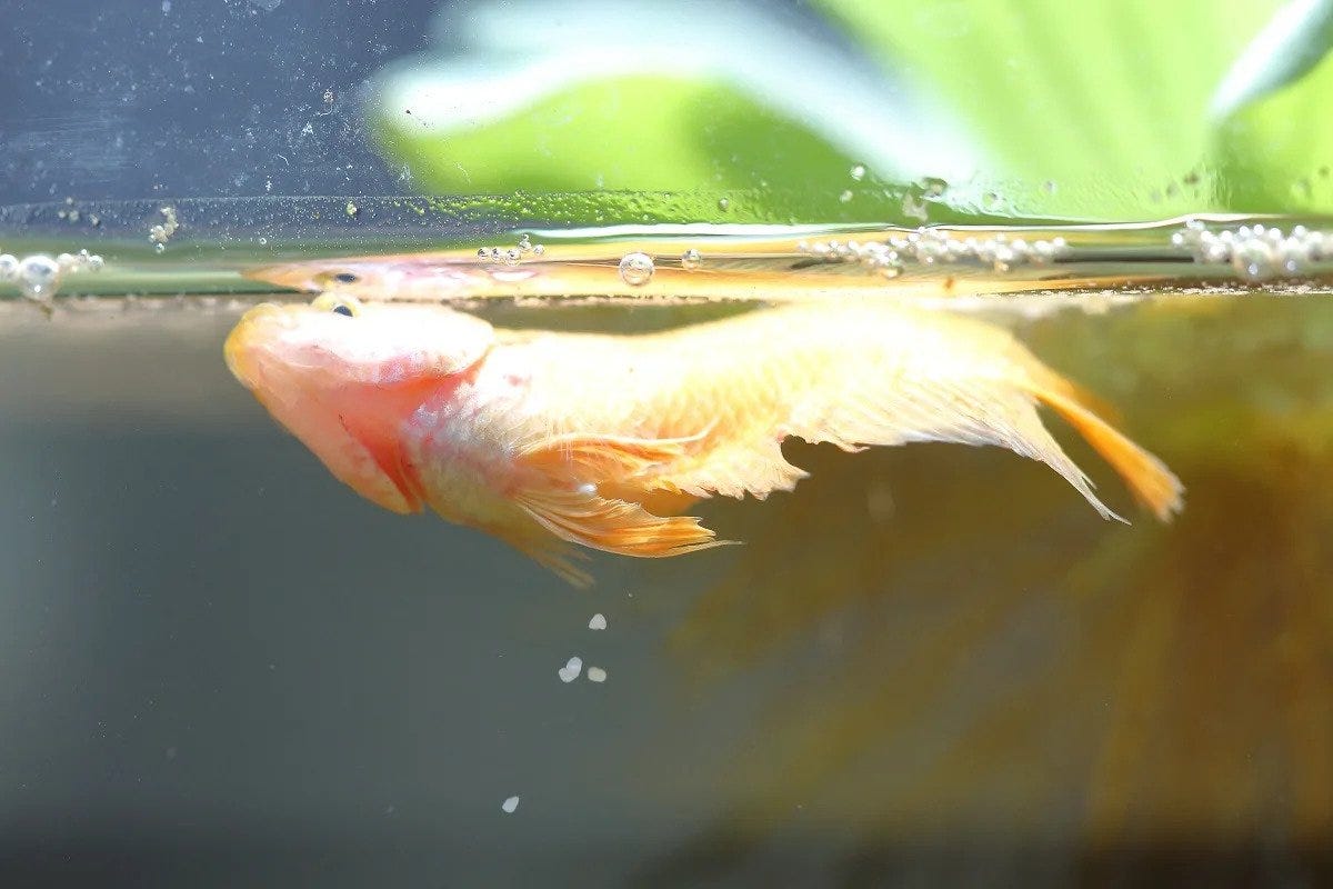 Can Female Betta Fish Lay Eggs Without A Male? by Richmond Loh Medium