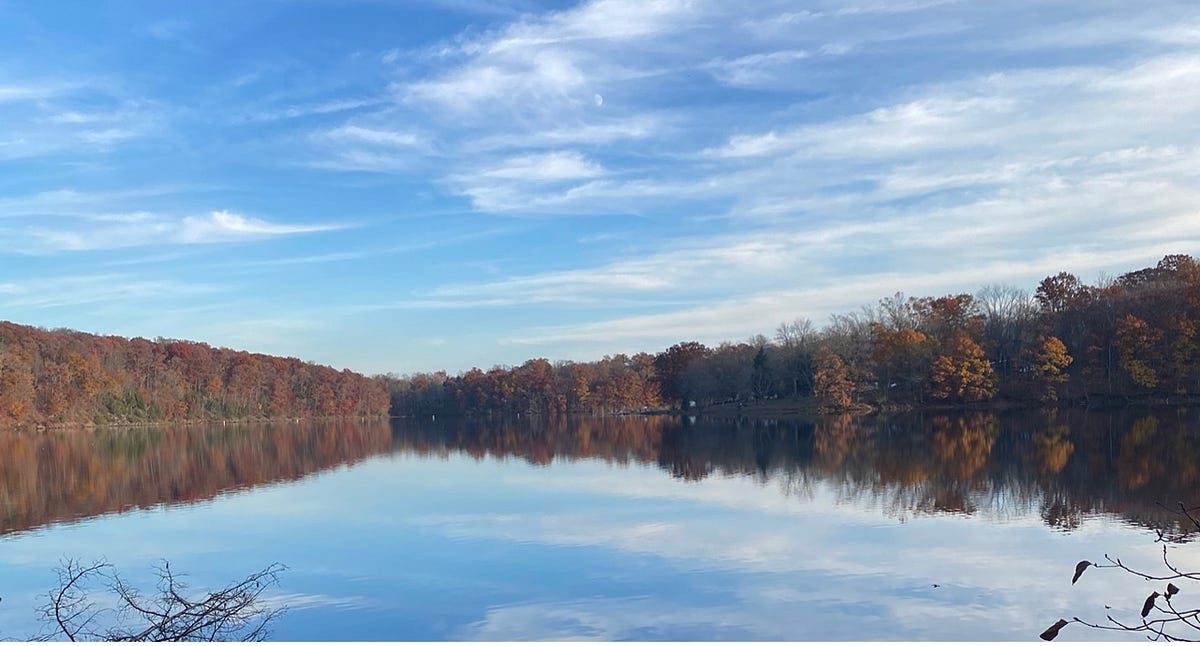 A Closer look into Green Lane Park by Layla De Lorenzo Medium