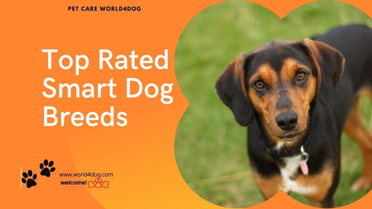 Top Rated Smart Dog Breeds: Canine Geniuses Revealed | by World4Dog ...