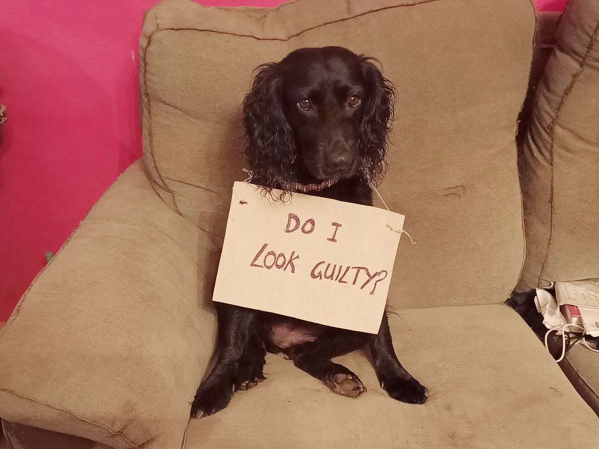 Can Dogs Feel Guilt?. A dog shows his feeling through body… by Rachel