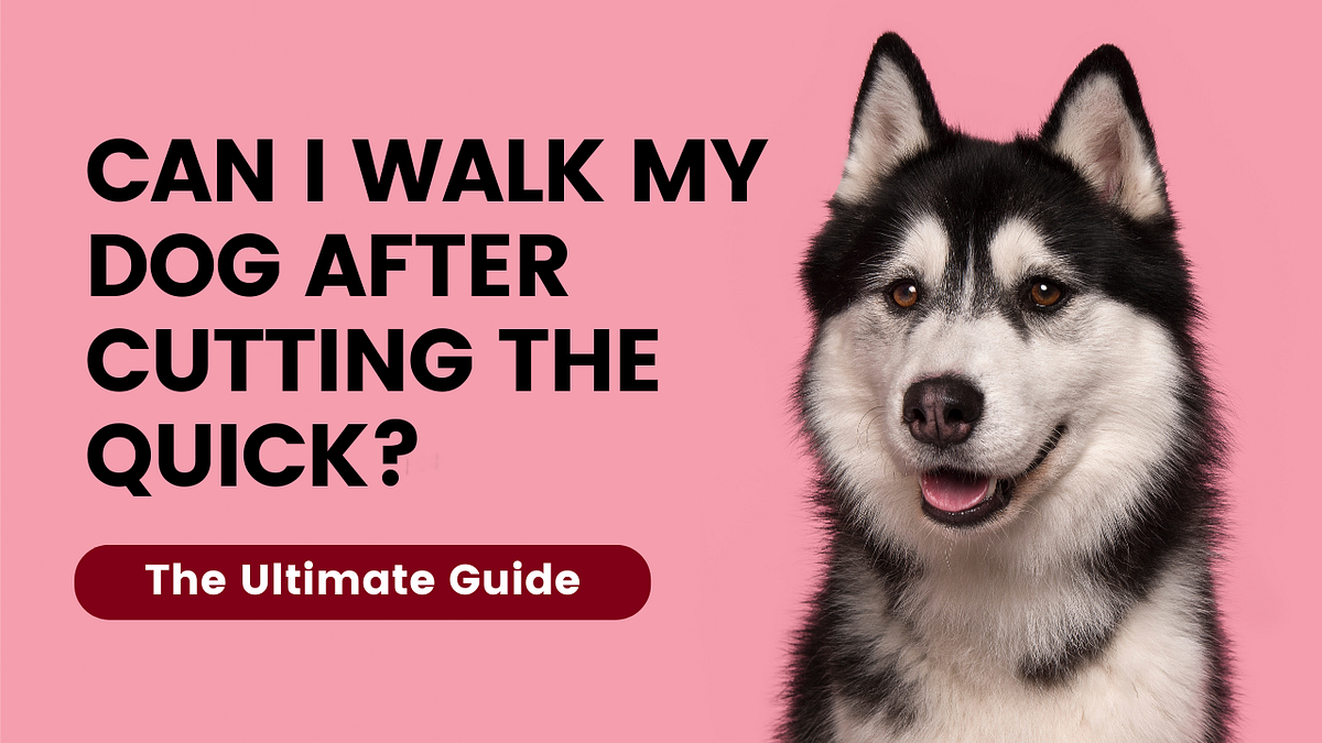 Can I Walk My Dog After Cutting the Quick? The Ultimate Guide by