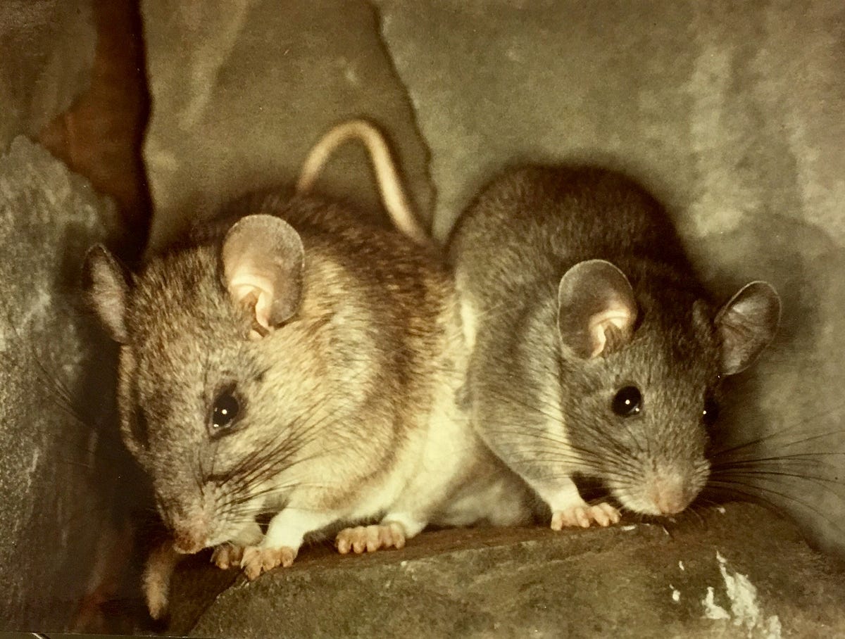Research Report 50 — Wood Rat. In this Research Report, Dan presented… by Mohonk Preserve