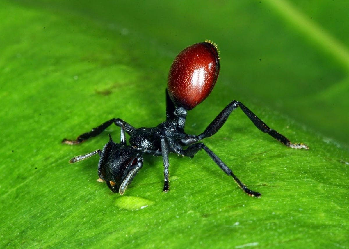 Red and black ant