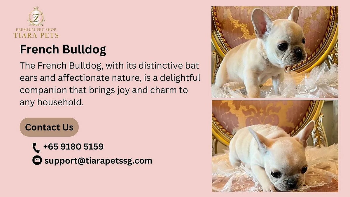 What to Feed a French Bulldog Puppy? parulbrainfoster Medium