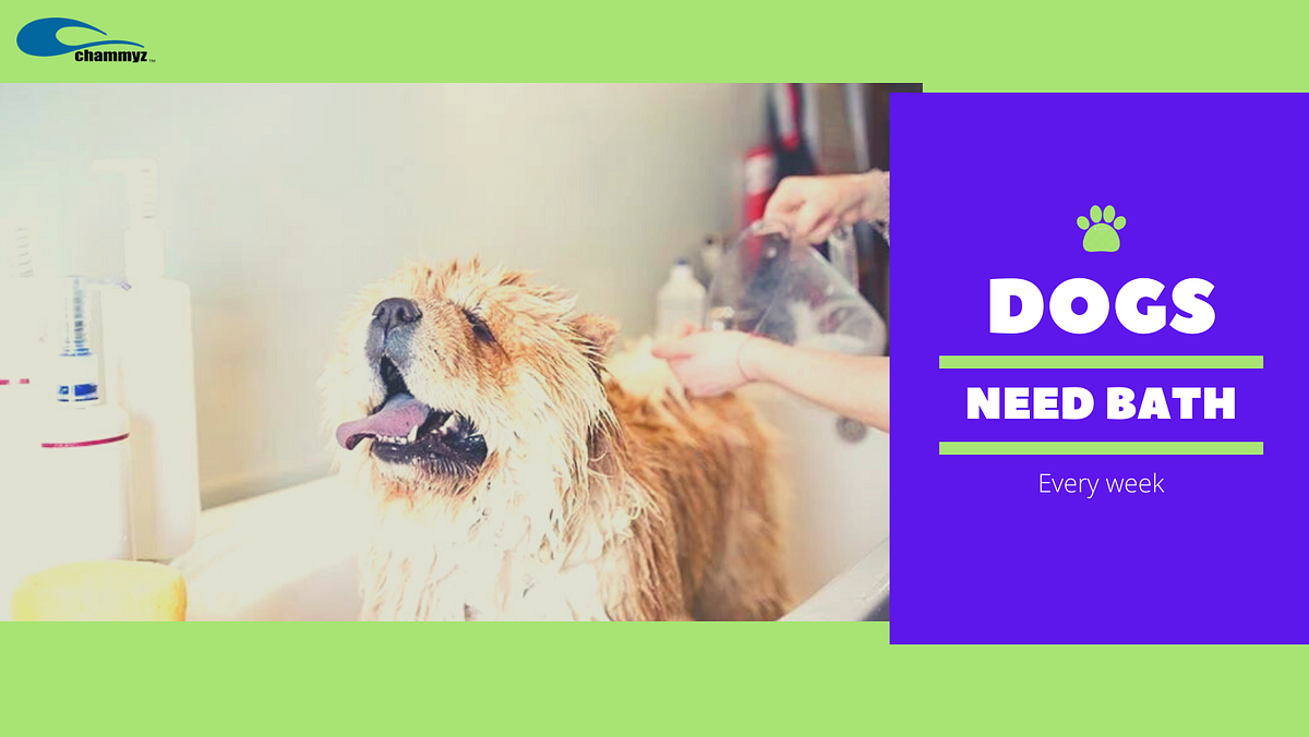 How to Make Dogs Bath?. Dogs need baths to help keep them clean… by
