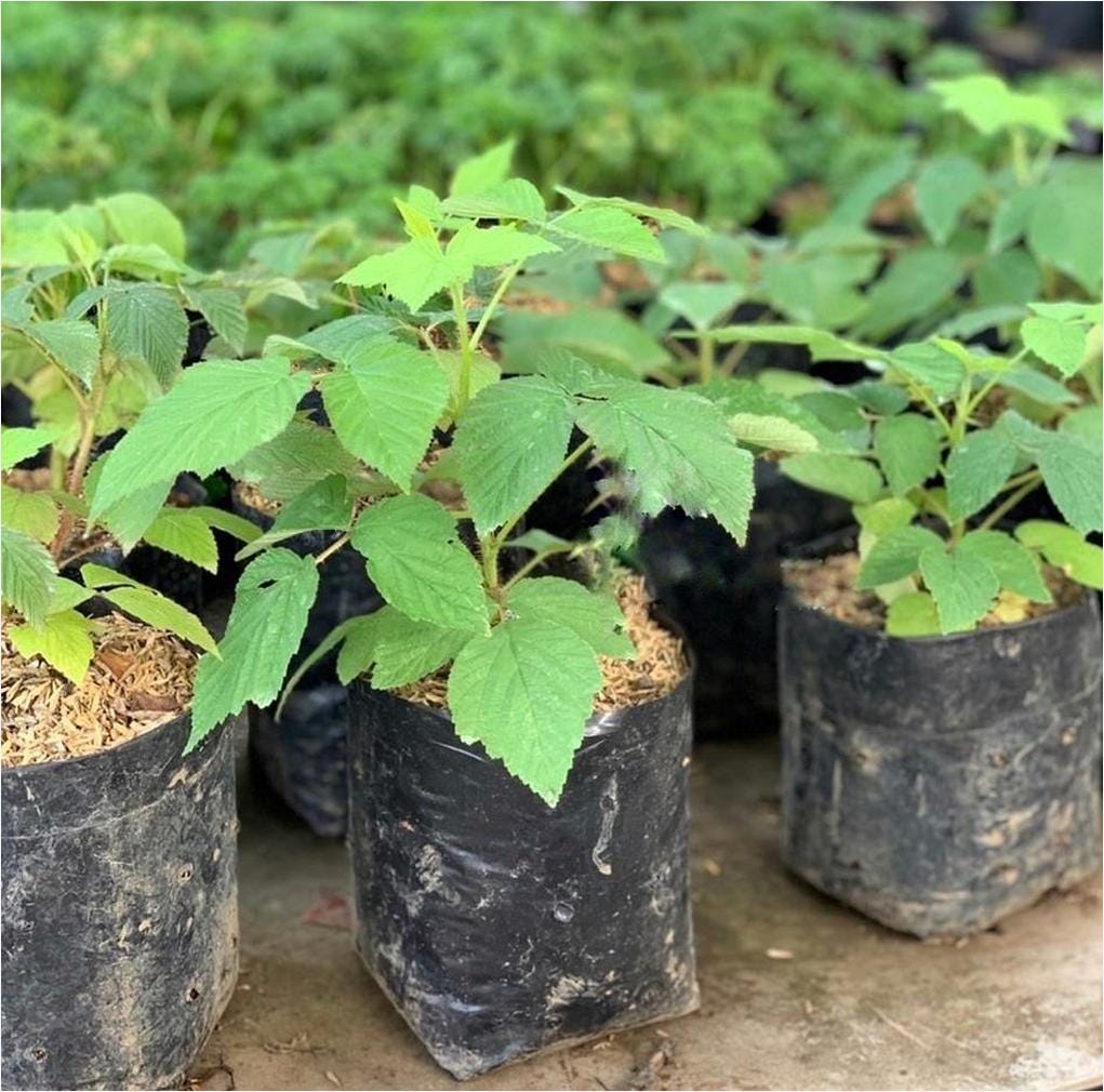 Bibit Raspberry Buah Rasberi Impor Kota Denpasar Berkualitas | by Agro ...