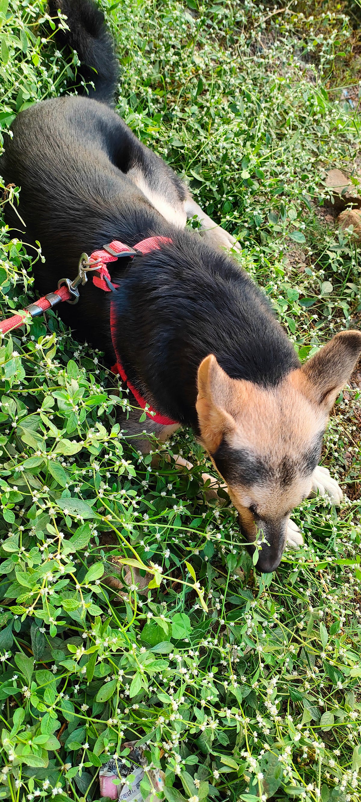 My Dog Eating Grass Is Sick Or Normal by Debika Kumari ILLUMINATION Medium