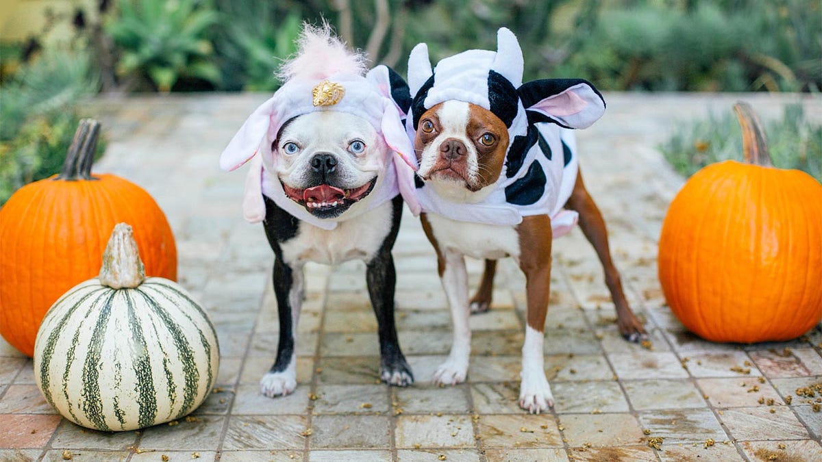 Why is Halloween so Popular?. Halloween is the ultimate… by Lyndon