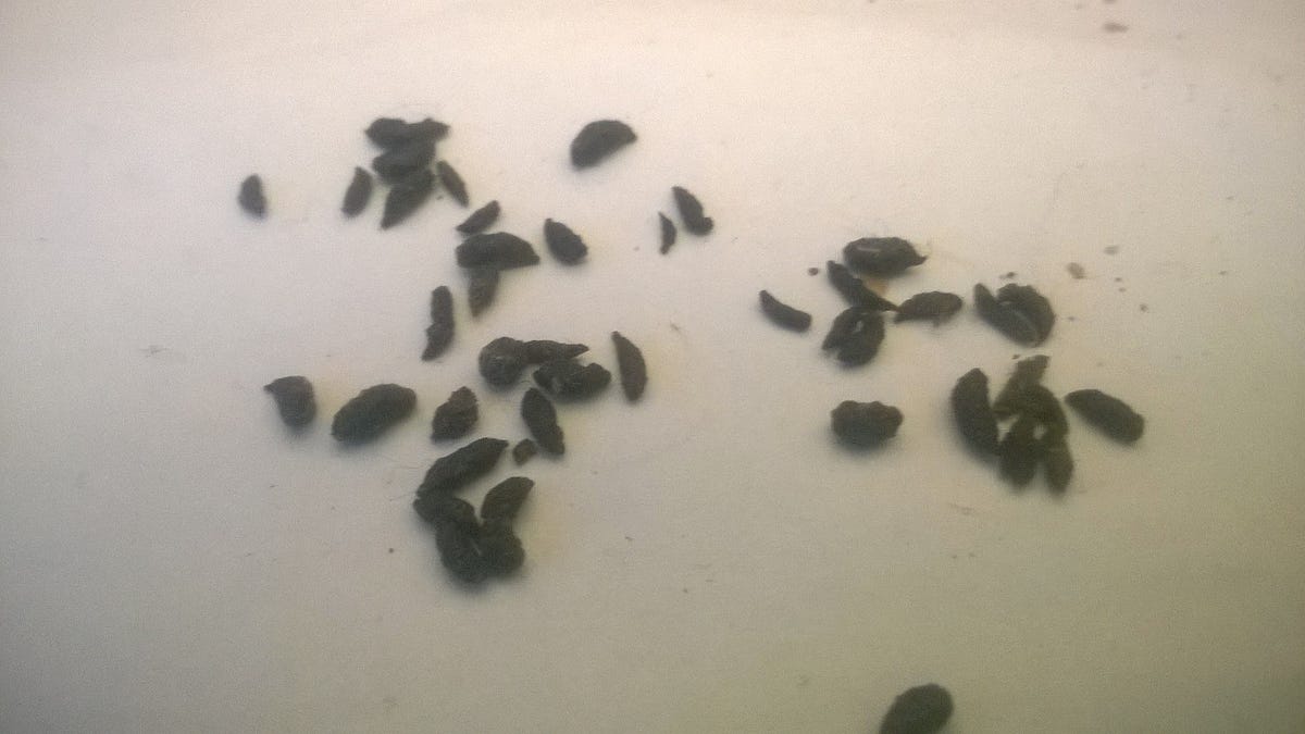 This is What Mice Droppings Actually Look Like by 123 PEST May