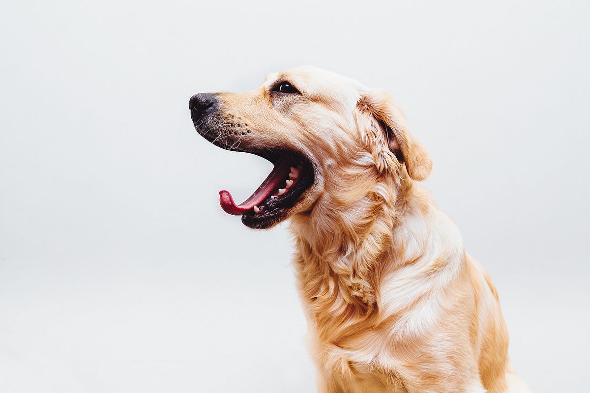 What Causes Dogs to Yawn?. Dogs are one of the most popular pets… by