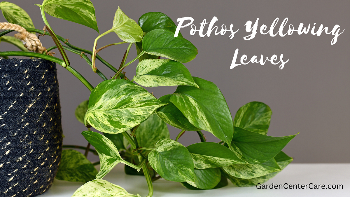 Pothos Yellowing Leaves Causes and Solutions by Garden Center Care