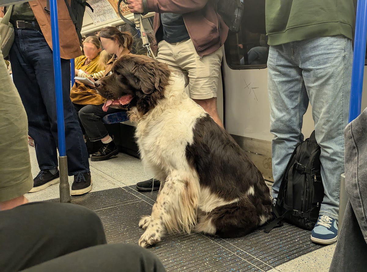 A Giant Dog on the Underground. The View From Here — 20 October