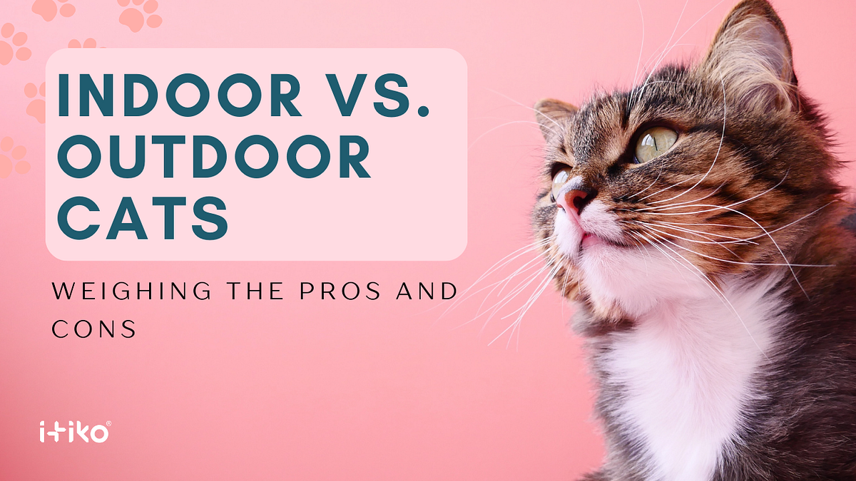 Indoor vs. Outdoor Cats Weighing the Pros and Cons by Itiko