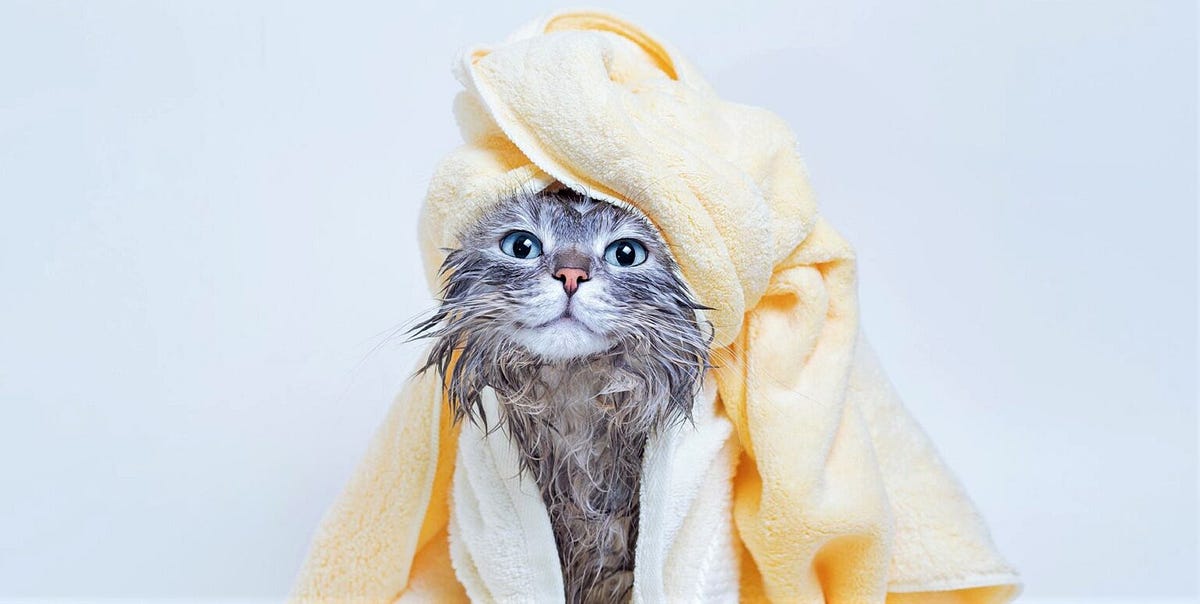 How to make my cat smell better without a bath? 5 Effective Tips! | by