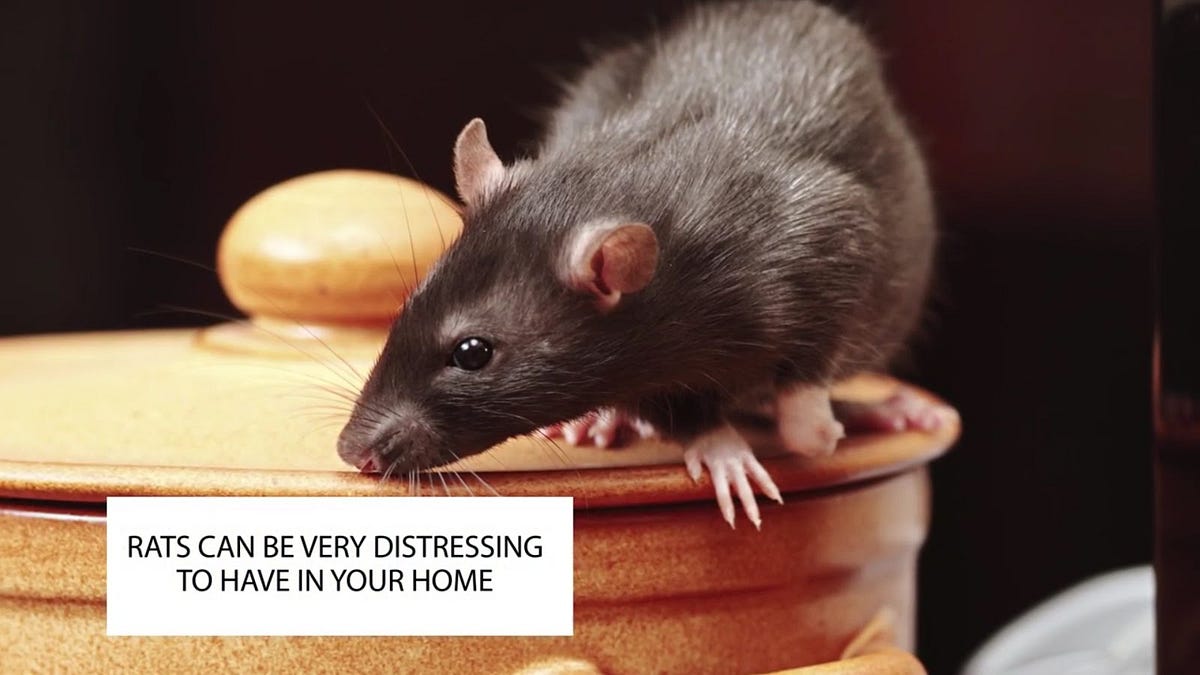 Mouse Exterminator What Do They Do? by Pest Control NYC Medium