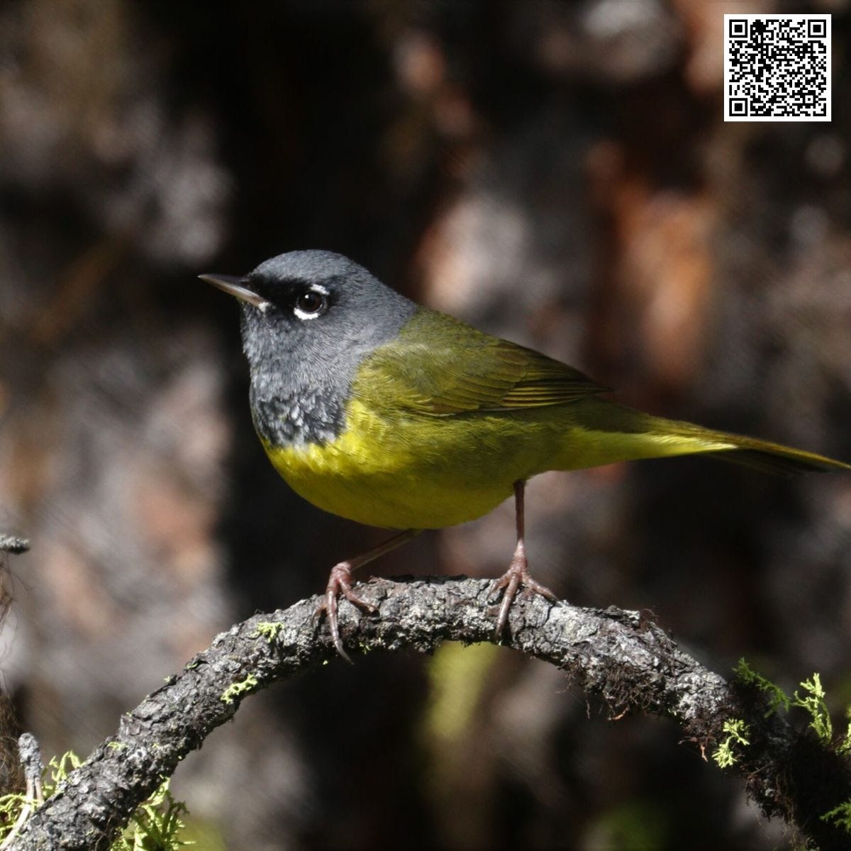 Understanding the Behavior of Secretive Songbirds
