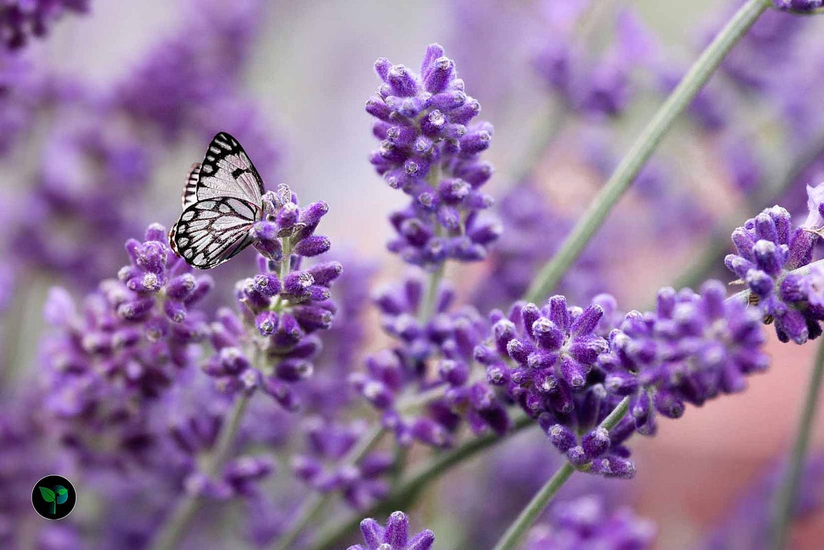 Can Lavender Survive Winter? Plantsfolder Medium