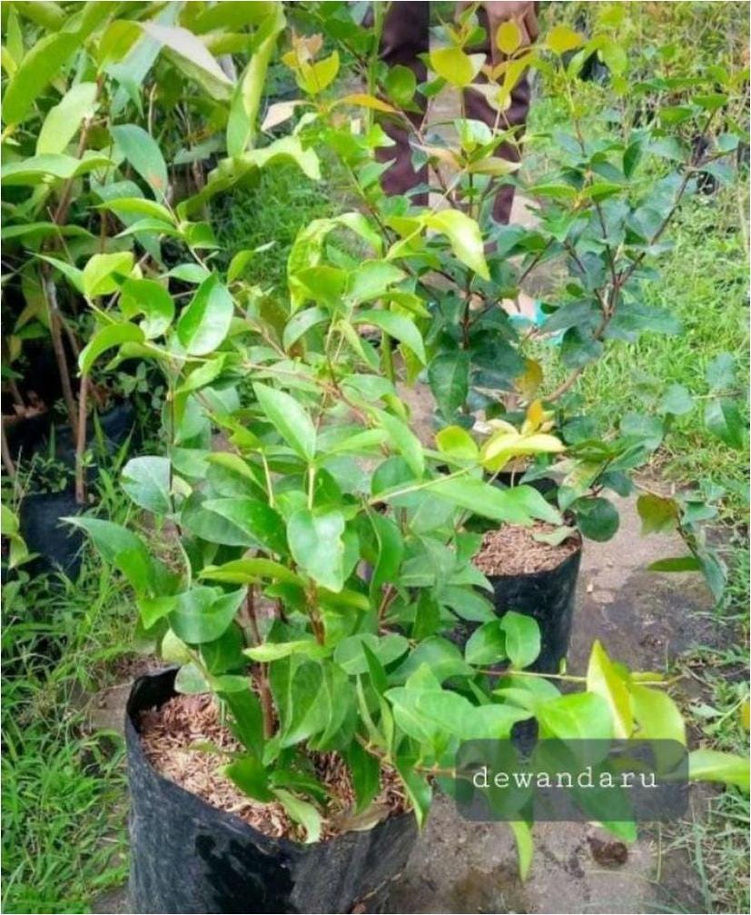 Bibit Buah Dewandaru Batang | by Marlino Kemuning | Medium