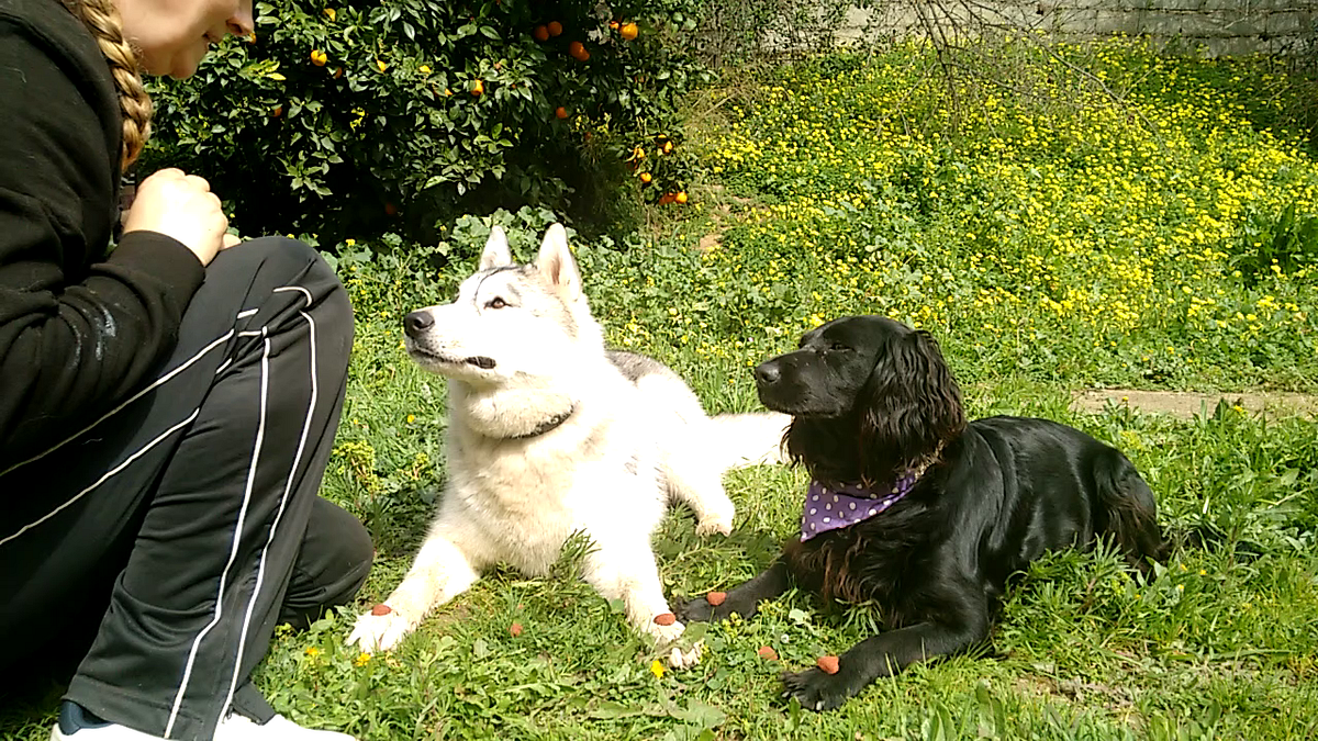 How To Teach a Dog The “Leave It & Focus” Command by Rachel b