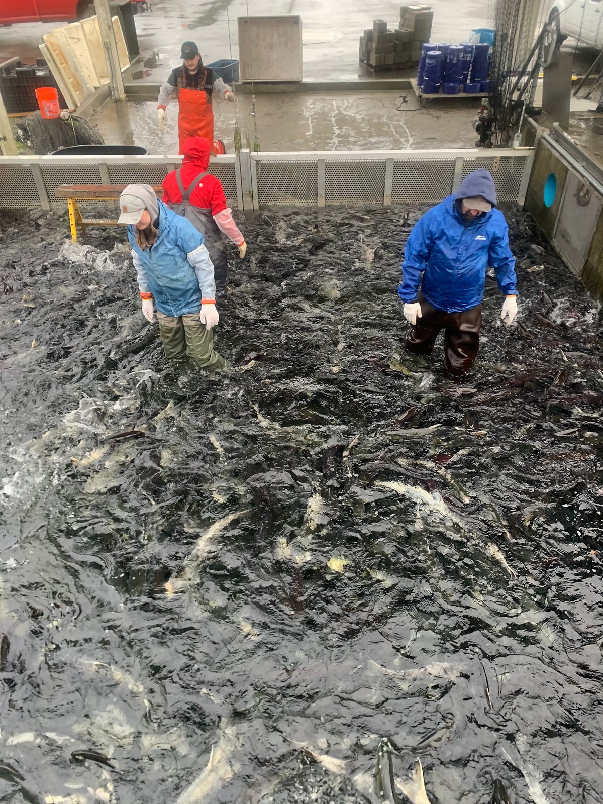 New hatchery program aims to boost Skagit River chum - Northwest