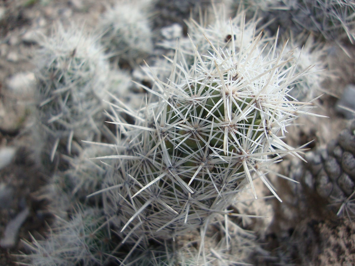 Otro mito que cae: las espinas de los cactus no tienen una función