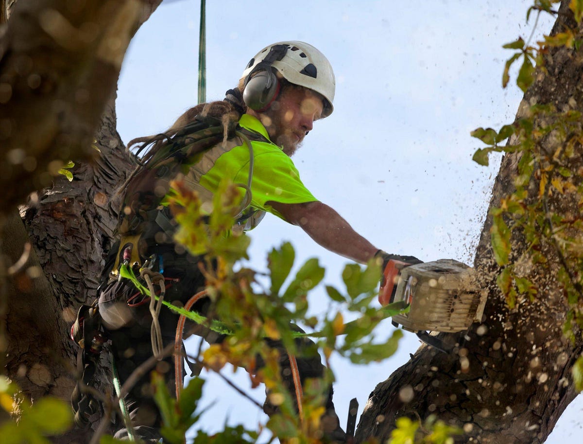 Nature’s Tree Removal Houston Your Local Tree Removal Experts by