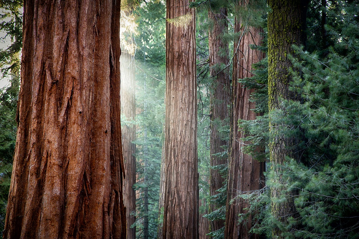 Image of: A Reminder About How the Climate Crisis Is Affecting Our Redwood Forests
