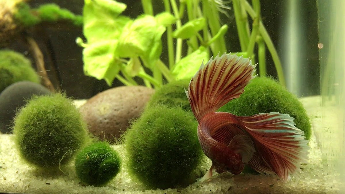 Can You Put A Moss Ball With A Betta Fish?, by Richmond Loh