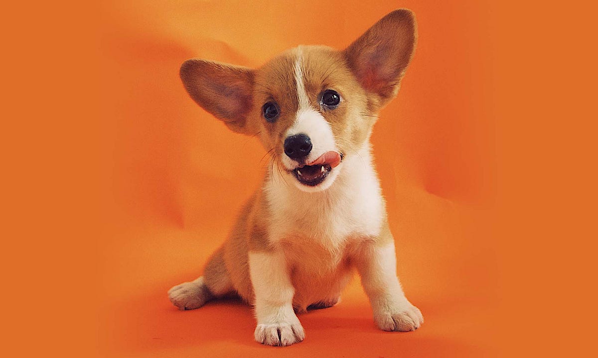 How To Trim Dog’s Nails. Trimming your dog’s nails may be a… by Pet