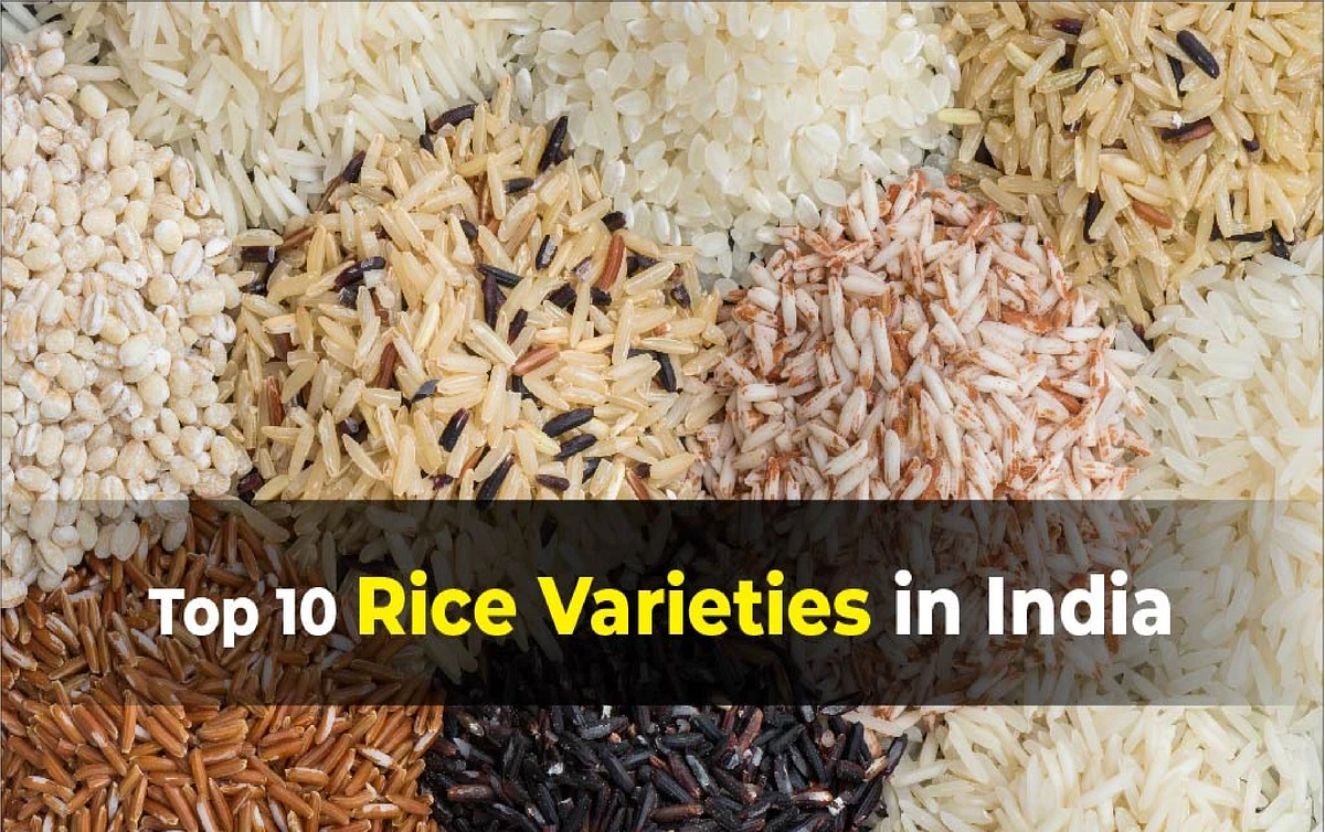 Know about the Rice Varieties in India | by Shreya Sri | Feb, 2024 | Medium