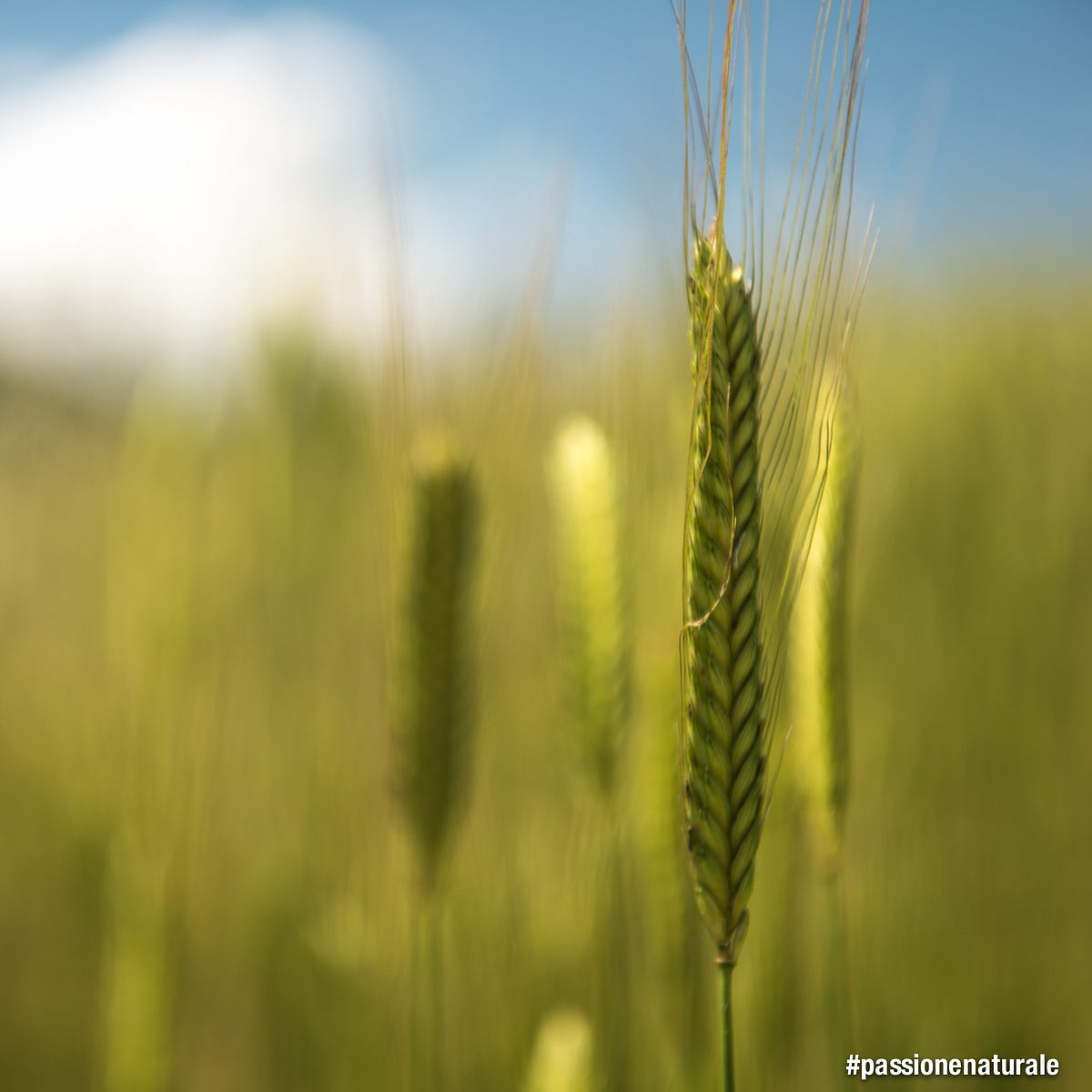 The myth of ancient grains. In recent years food business and… by