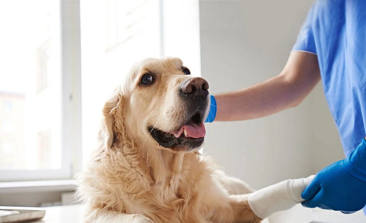 What is the cost for lab work in dogs? by Mastering Dog Training & Care Jan, 2024 Medium