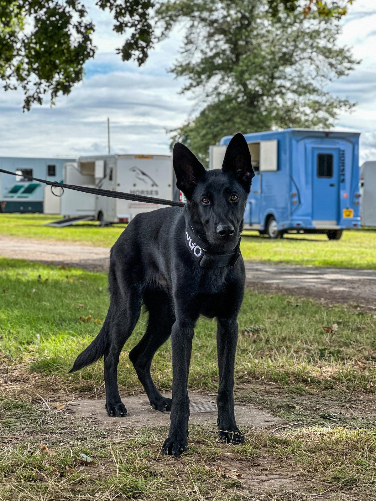 Understanding the Average Weight of a Two-Month-Old German Shepherd ...