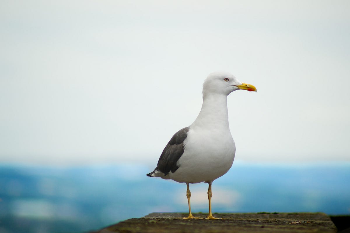 Brave Seagull Snatches Camera from Peeping Tom | by Jonathan 