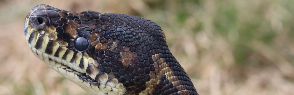 Your first Python Application (Mac) | by Steven Curtis | The Startup ...