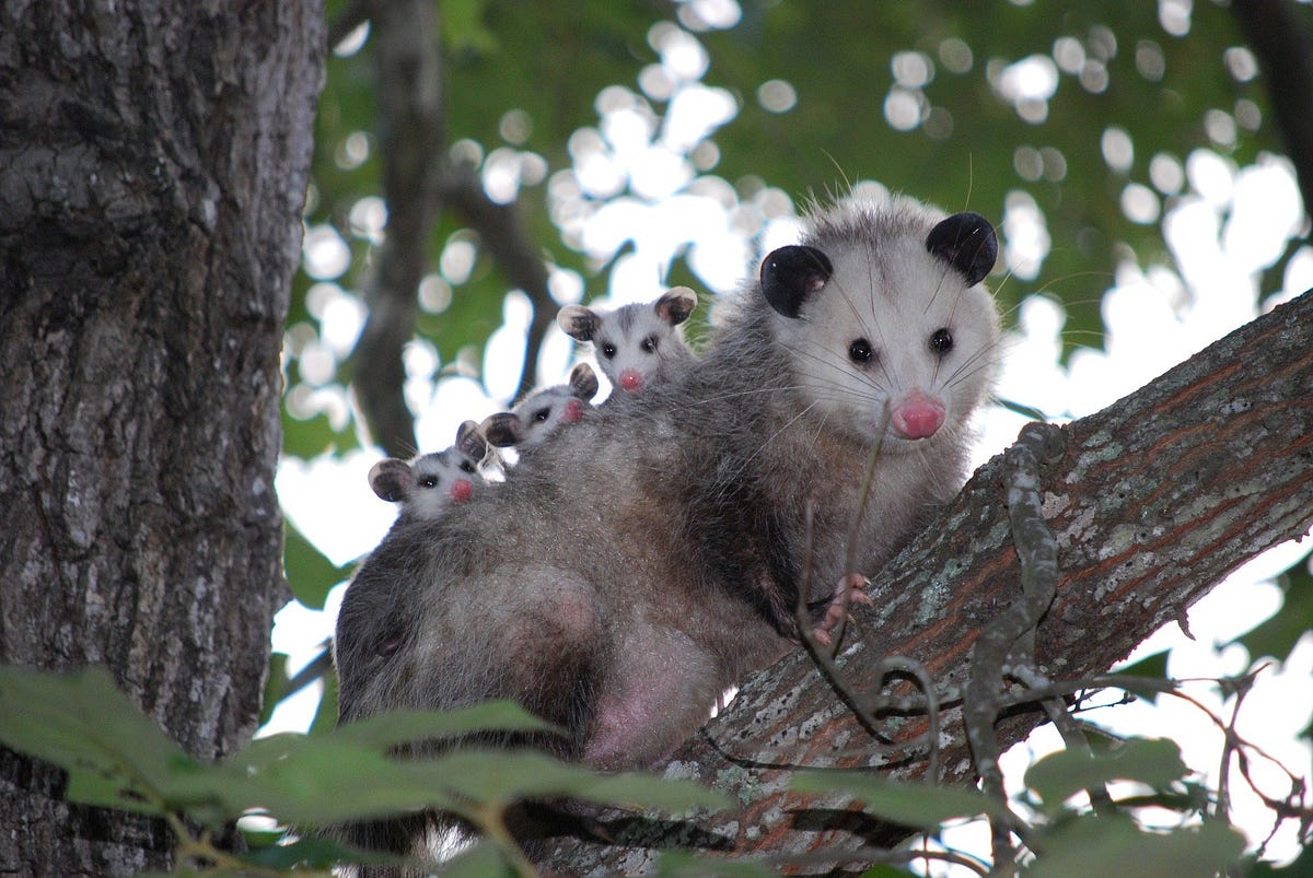 Do Possums Have Rabies?. 9 fascinating facts about North… by Cindy Heath THINK sustainable