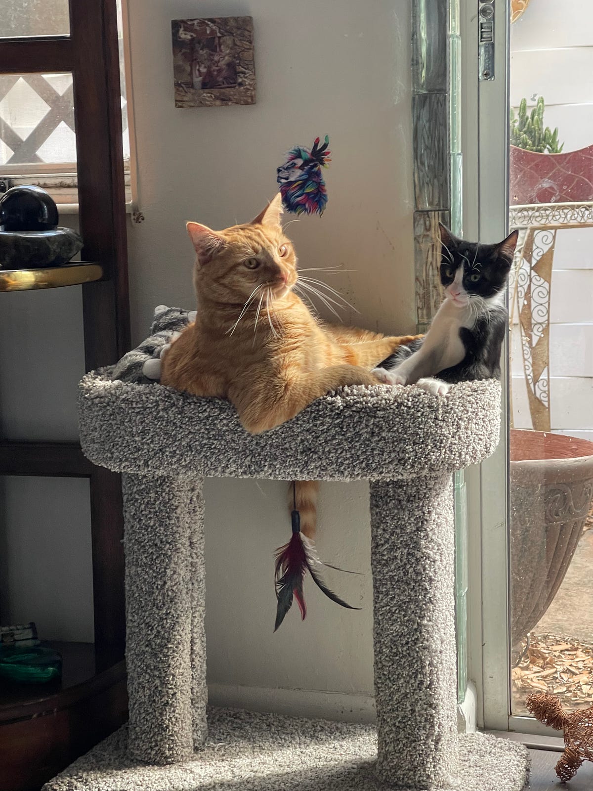 “My Cats Don’t Walk on Counters” and Other Lies Cat Owners Tell by