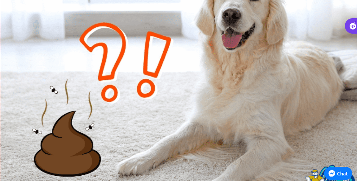 How to get pet poop stains out of carpet by Cleanittomax Oct, 2023