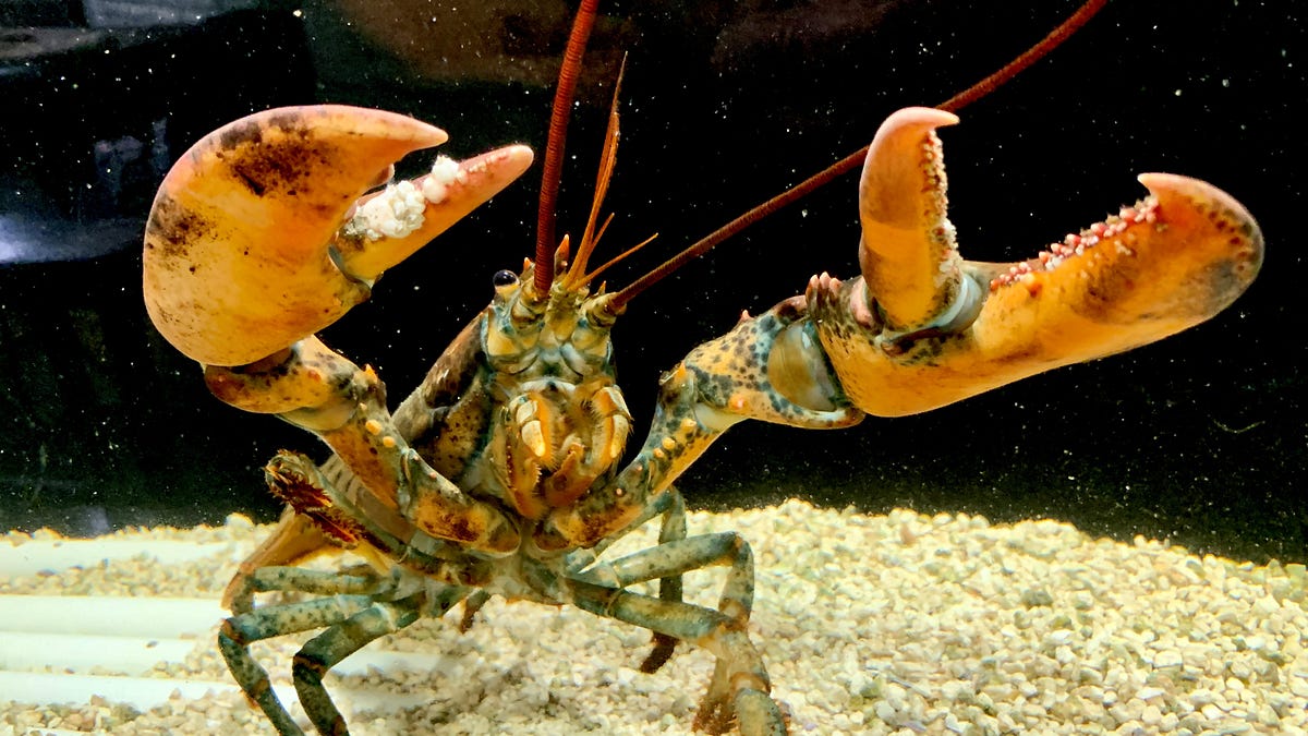 How a Grocery Store Rescue Lobster Called Leon Broke the by