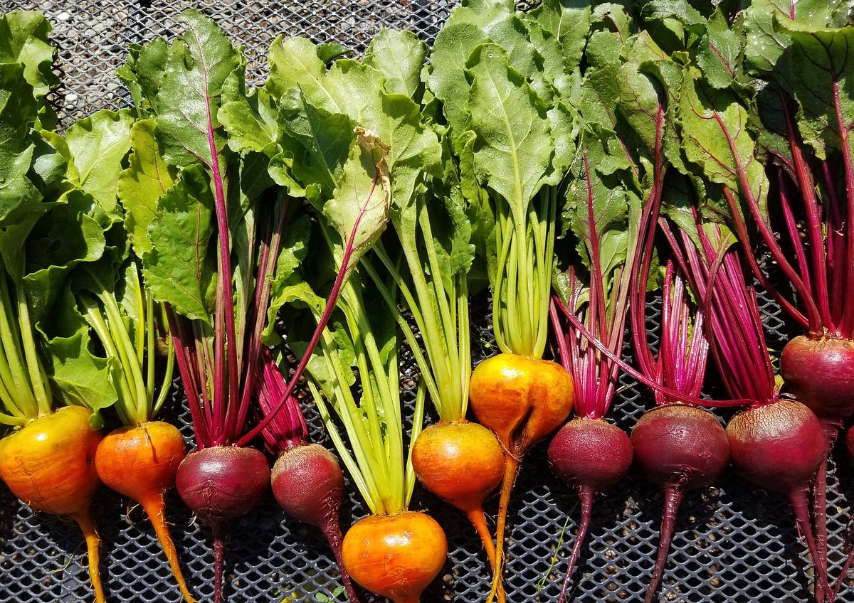 Beet Recipes. The best of my collection, for the beet… | by Julie ...