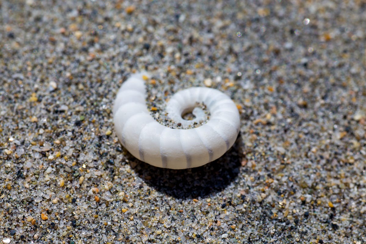 Signals in Angular. Overview and current state of… by Simon Sharp