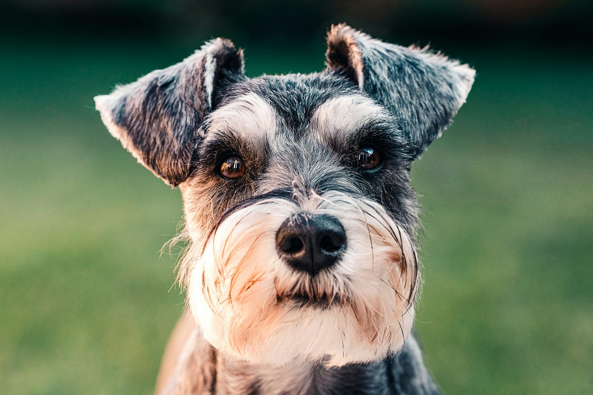 Have You Heard the One About the Dog, the Rabbit, and the Canary? | by ...
